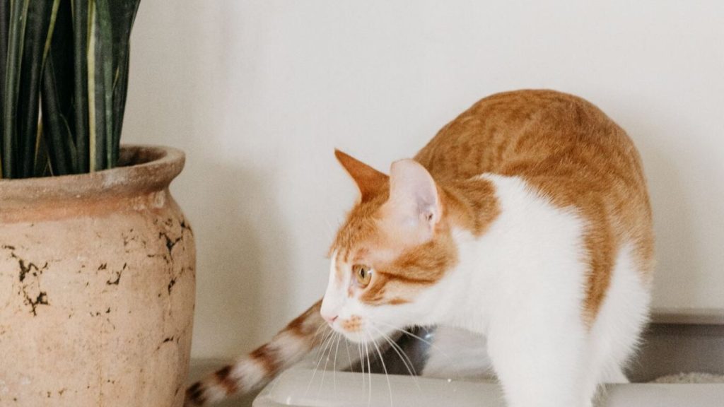 Cat using a litter box in a home setting representing hygiene, odor control, and cat-focused pet supplies demand