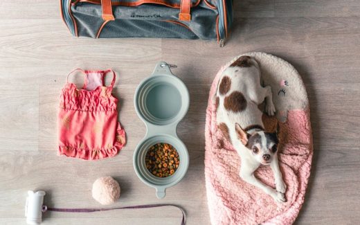 Small dog with pet travel supplies, feeding bowl, apparel, bed, and walking accessories representing China's pet supplies market upgrade