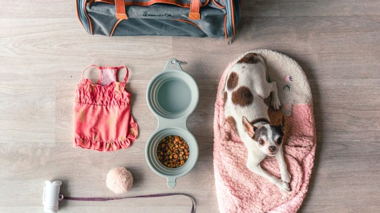 Small dog with pet travel supplies, feeding bowl, apparel, bed, and walking accessories representing China's pet supplies market upgrade