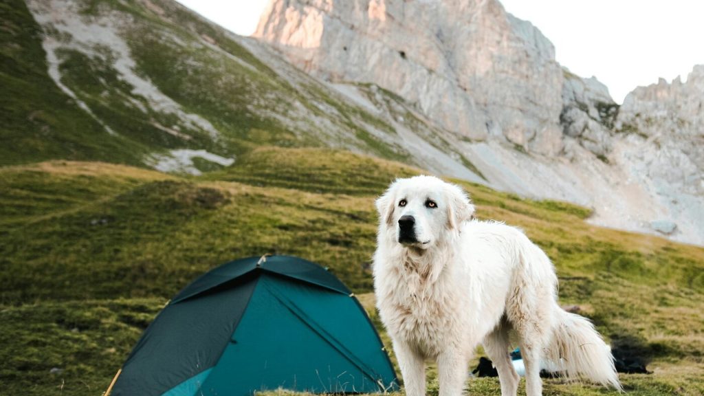 Large dog near a mountain campsite, representing content-led marketing for outdoor pet gear